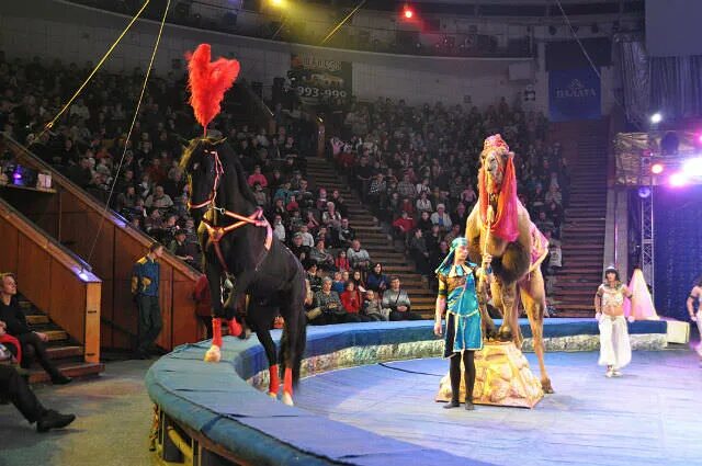 ставропольский цирк представления. цирк ставрополь. ставропольский цирк представления. цирк ставрополь афиша. цирк ставрополь директор.