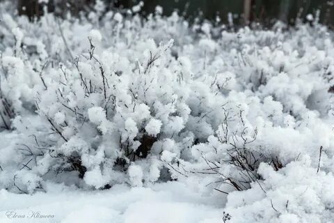 Кусты зимой