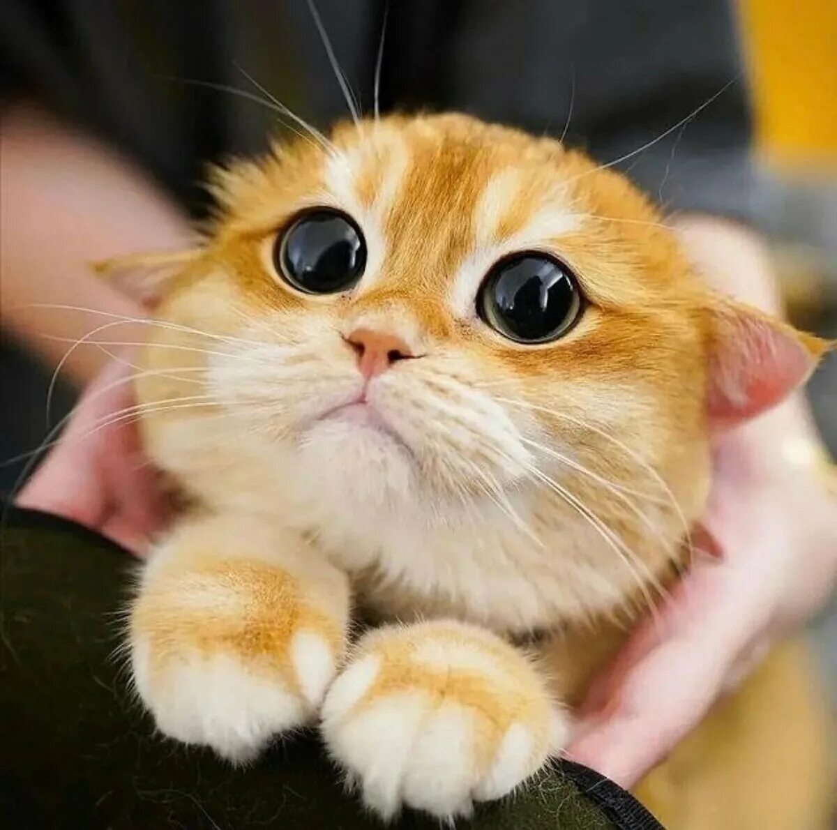 Эти забавные животные