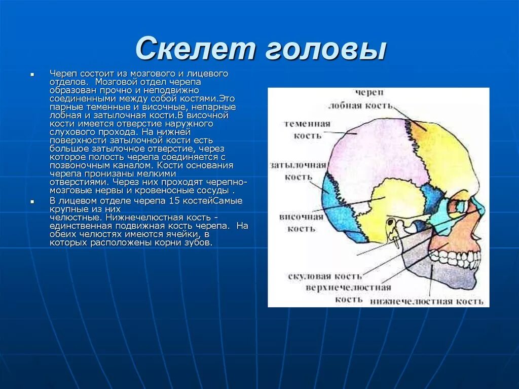 Мозговая лицевая часть черепа. Скелет головы мозговой отдел черепа. Кости черепа мозговой отдел и лицевой отдел. Скелет головы лицевой отдел мозговой отдел. Кости мозгового отдела черепа строение.