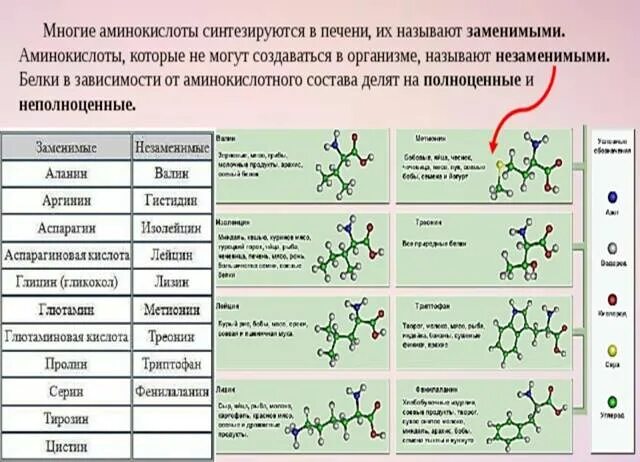 Сколько всего аминокислот. Аминокислоты синтезируемые в организме. Аминокислоту, которая синтезируется в организме человека. Синтез аминокислот в организме человека. Аминокислоты которые могут синтезироваться в организме человека.