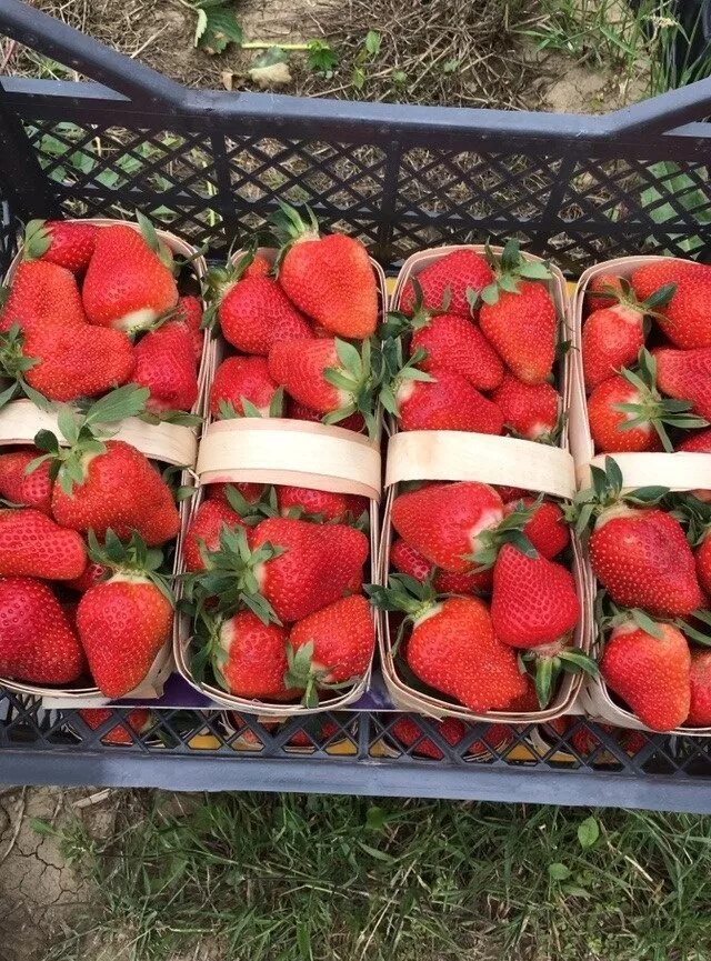 Продам саженцы клубники. Земклуника купчиха. Сортовая клубника саженцы. Продам саженцы клубники. Сорт клубники азия.