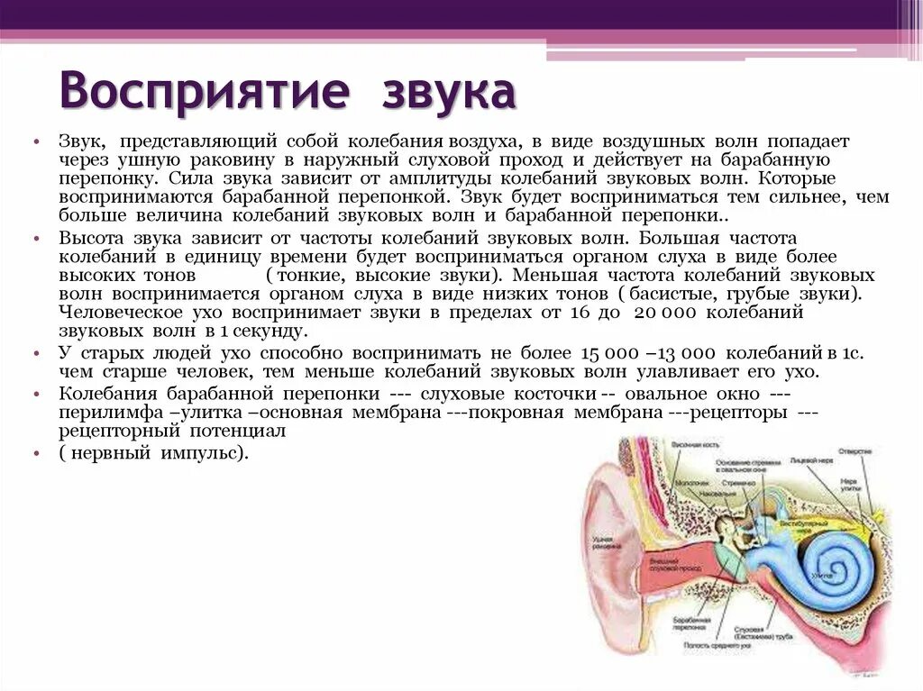 Механизм восприятия звуковой волны. Восприятие звуковых колебаний. Процесс восприятия звука. Схема восприятия звука.