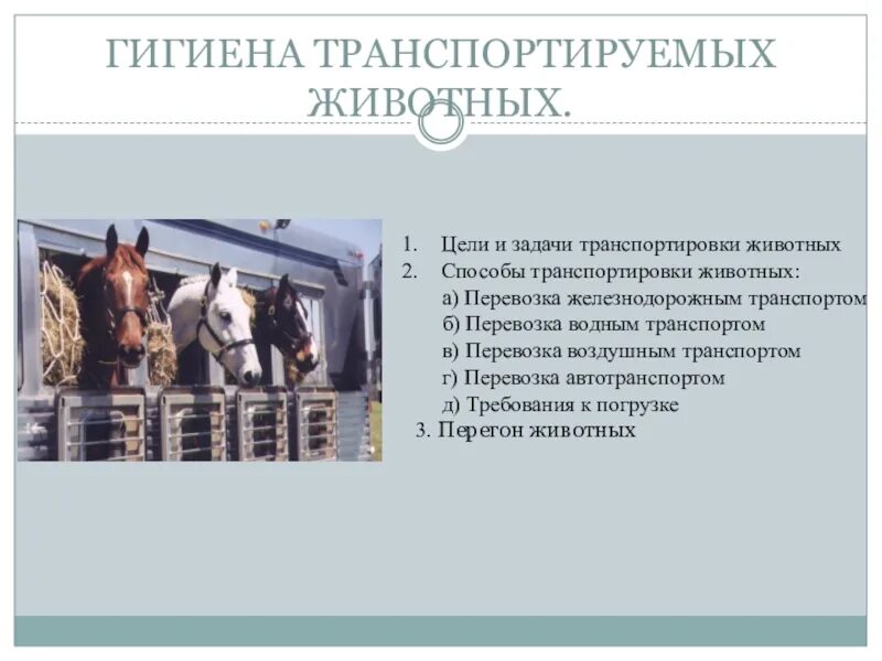 Гигиена животных. Виды транспортировки животных. цели и задачи транспортировки животных. гигиена перевозки животных. гигиена транспортируемых животных.