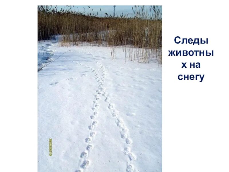 Следы зверей и птиц. Следы зверей зимой. След волка. След класс 1 класс. Чьи следы на снегу.