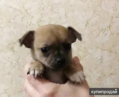 Чихуахуа месяц