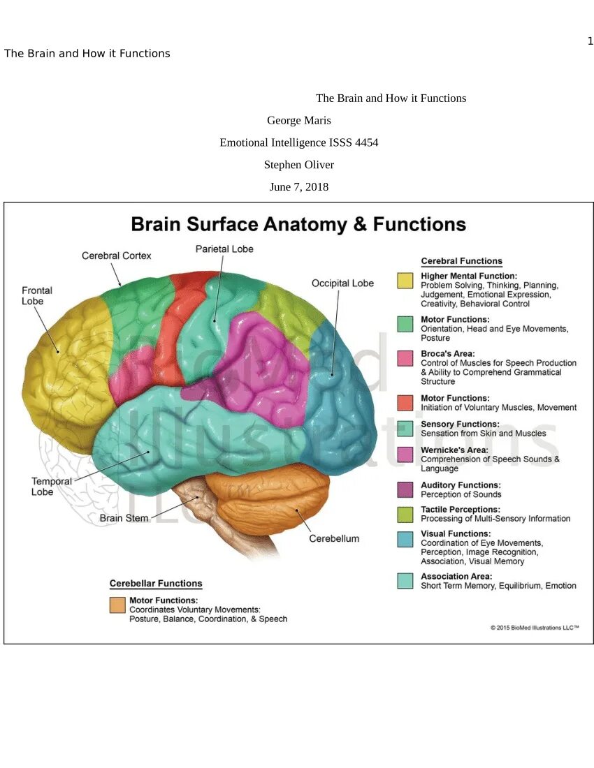 Main brain. Parts of brain and their function. brain structure and function. brain anatomy and functions. brain parts function of parts.