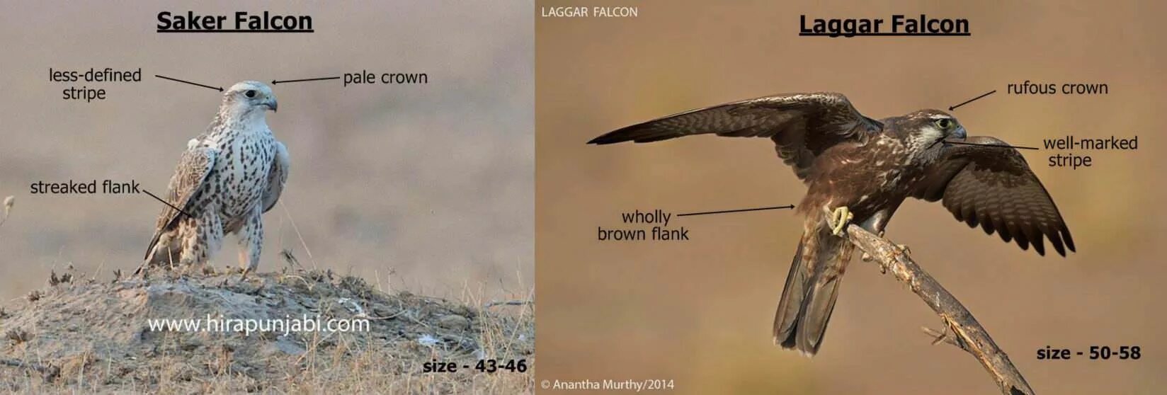Falcon. Falcon перевод на русский. Хищные птицы с названием. Falcon перевод на русский. Falcon перевод.