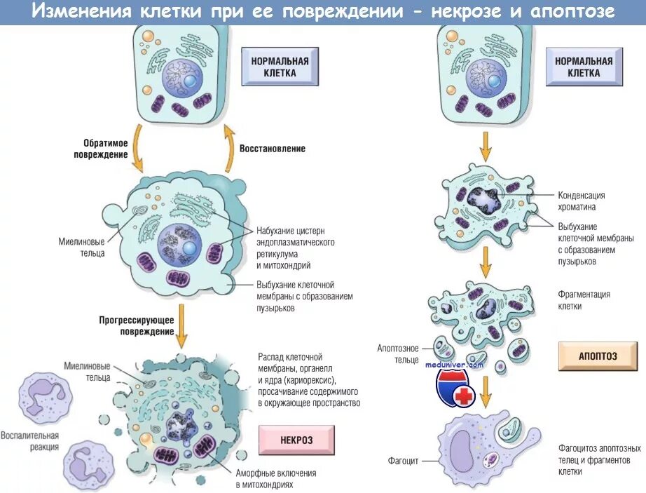 Микроскопические изменения в клетках. Изменение клетки при некрозе и апоптозе схема. Схема гибели клеточного ядра при некрозе и апоптозе. Схема гибели клеточного ядра при апоптозе. Апоптоз морфологические изменения клетки.