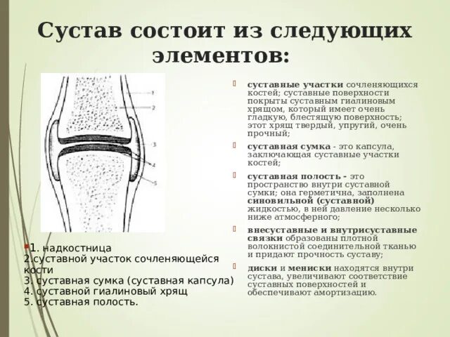 Чем покрыты суставные поверхности костей. Суставные поверхности покрыты гиалиновым хрящом. Суставная капсула состоит из. Гиалиновый хрящ коленного сустава. Суставная полость.