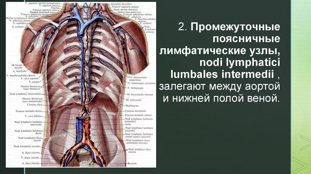 Надгрудные лимфатические узлы. Поясничные лимфоузлы анатомия. Грудной лимфатический проток анатомия. Поясничные лимфатические узлы - Nodi lymphatici lumbales. Поясничные лимфоузлы