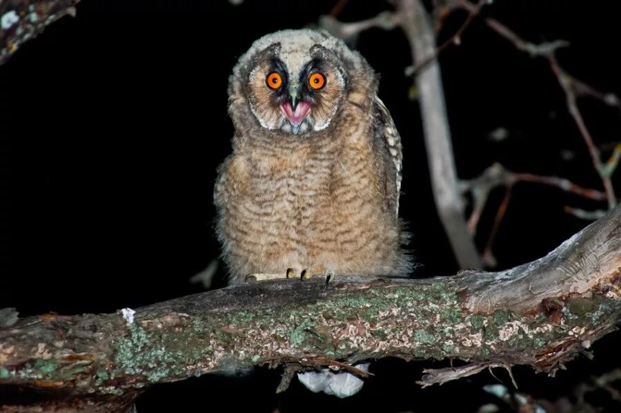 мохноногий сыч. филин кричит. птенец ушастой совы. филин кричит. звук совы.