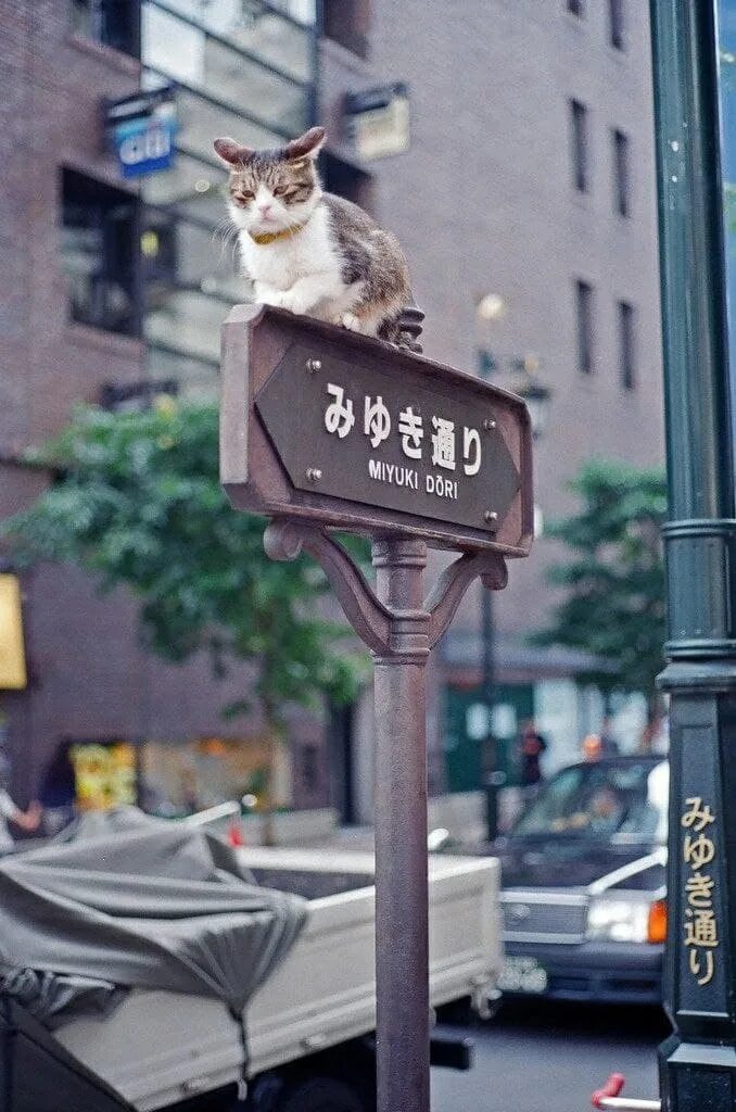 Уличные коты Японии. Hello Street Cat приложение. Street Cat's любимые вещи. Hello Street Cats Cats. Hello street cat петиция остановите