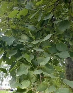 Осины кусты