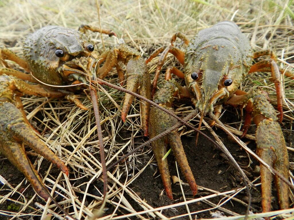 Где водятся раки. Красные рачки в водоеме. Где обитают рачки. Ловля раков. Где водятьсяираки в выборгском районе.
