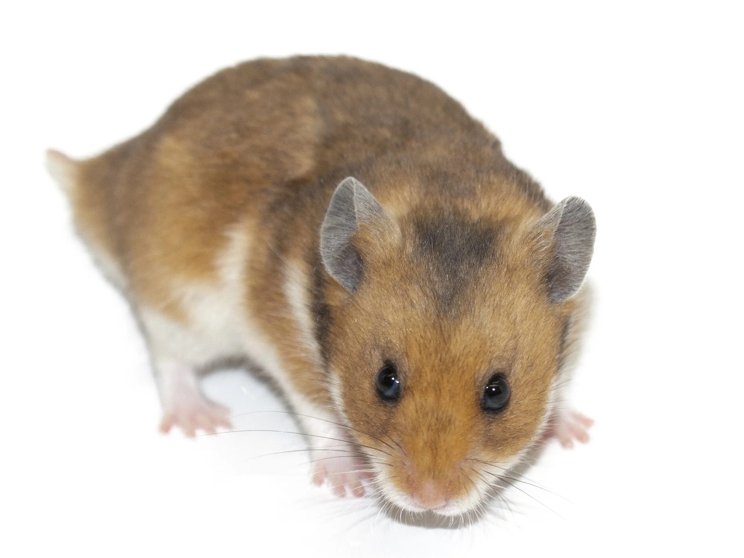 Сирийский хомяк коричневый. Хомякоз. Хомяк. Хомяк. Hamster re.