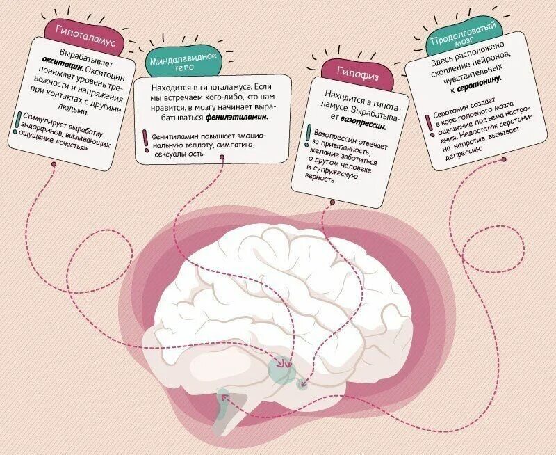 С точки зрения пользователя. Мозг влюбленного человека. Химия любви инфографика. Любовь с научной точки зрения. Эмоции и чувства в мозгах.
