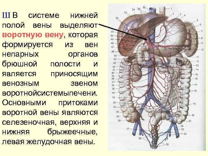 Правая воротная вена. Воротная Вена и нижняя полая Вена. Портальная Вена анатомия. Нижняя полая Вена и портальная Вена.