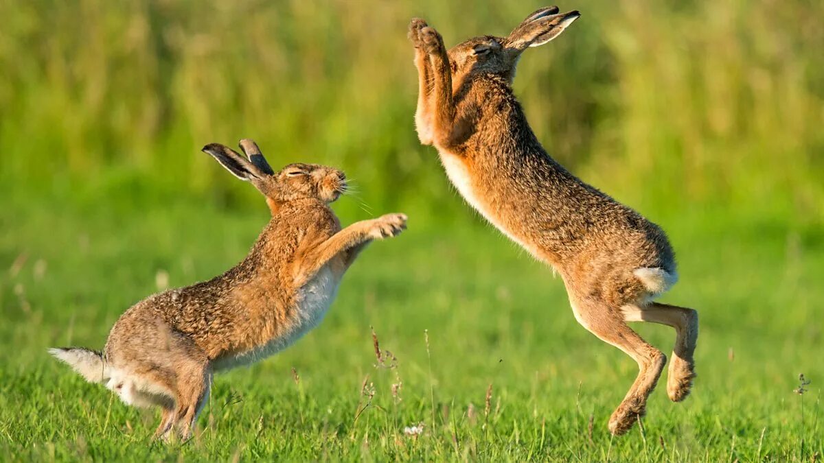 Брачный период лисов. Заяц в прыжке. Поведение животных. Заяц в движении. Брачные игры животных.