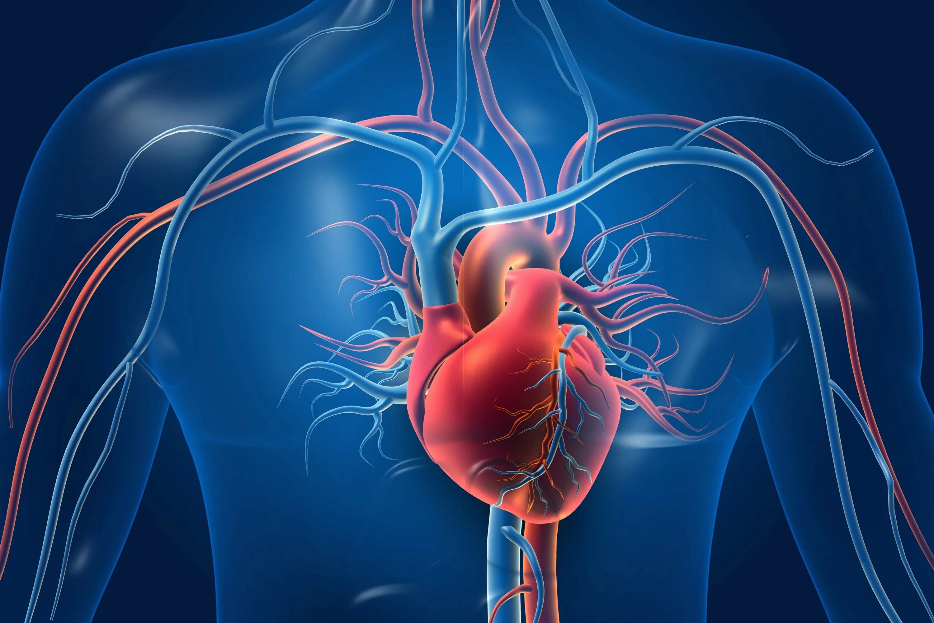 Cardiovascular system. Сердечно-сосудистая система человека. Заболевания сердца и кровеносных сосудов. Сердечно сосудистая система сердце сосуды.