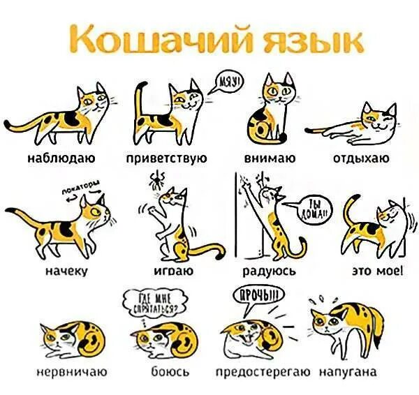 Соревнования кошек. Коты в изучении английского языка. Включи котэ учим. Кот учится. Кошка дает лапу.