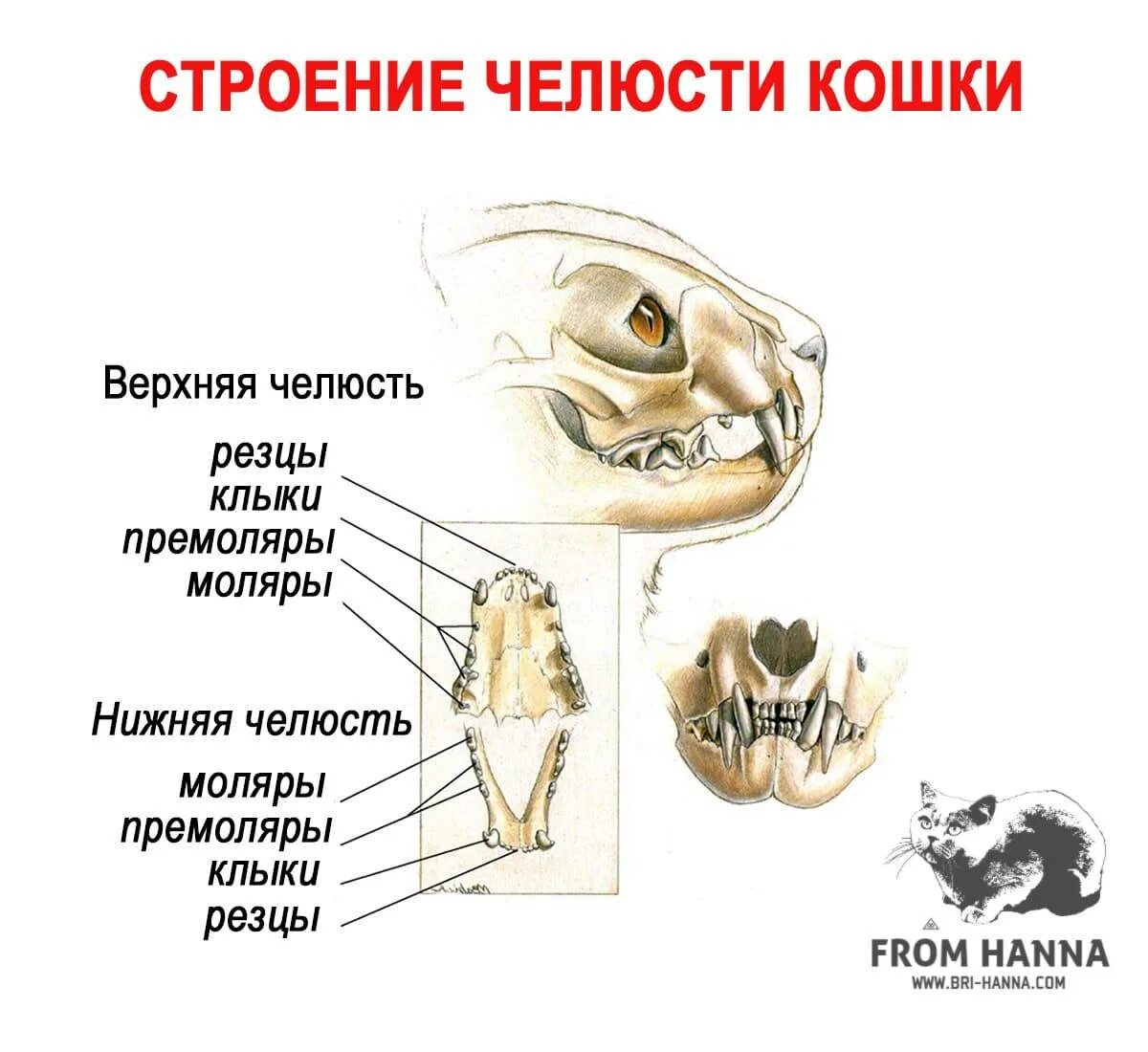 В каком возрасте у котят выпадают зубы. Зубы кота строение челюсти. строение зубной системы у кошки. зубы у кошек строение анатомия. кошачья челюсть строение.