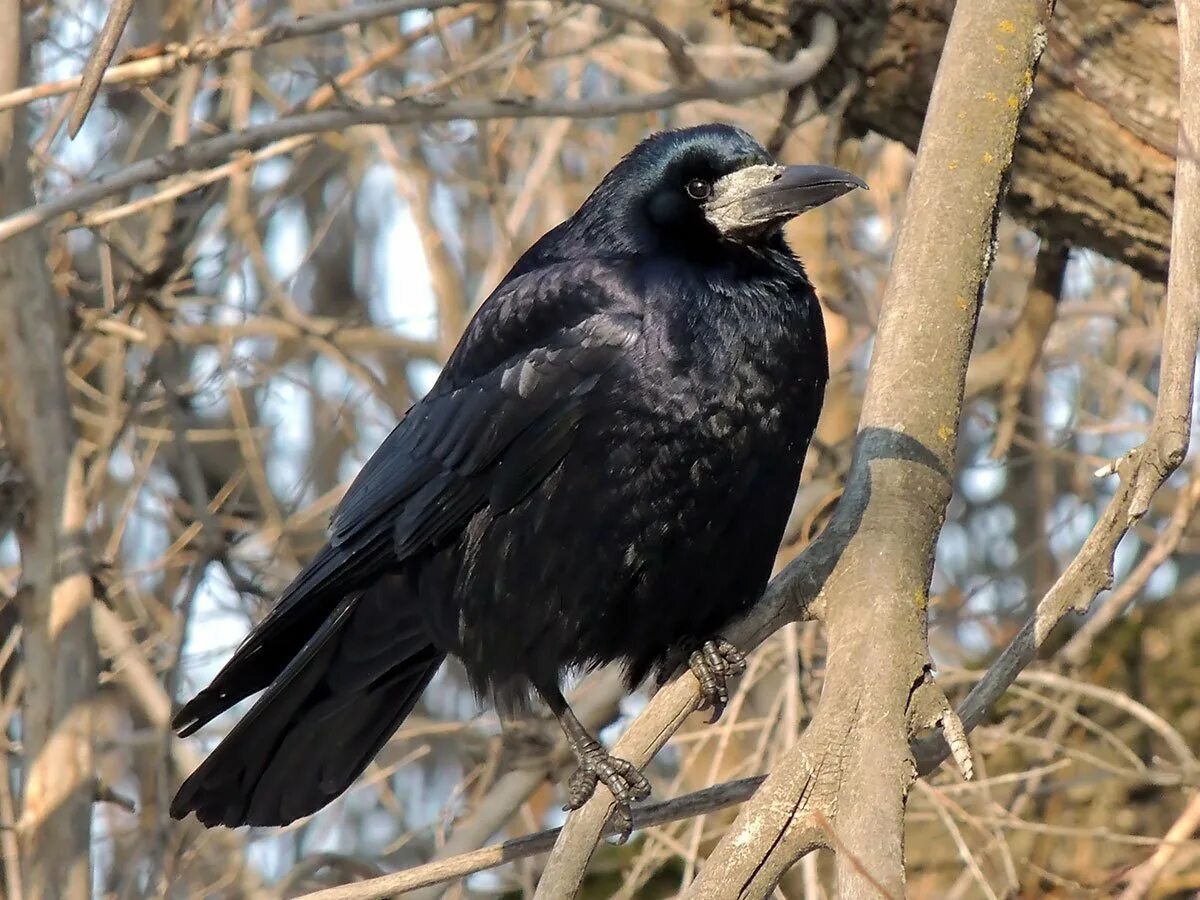 Окрас птицы грача. Грач конечно птица. Грач конечно птица. Птицы россии грач. Грач отряд.