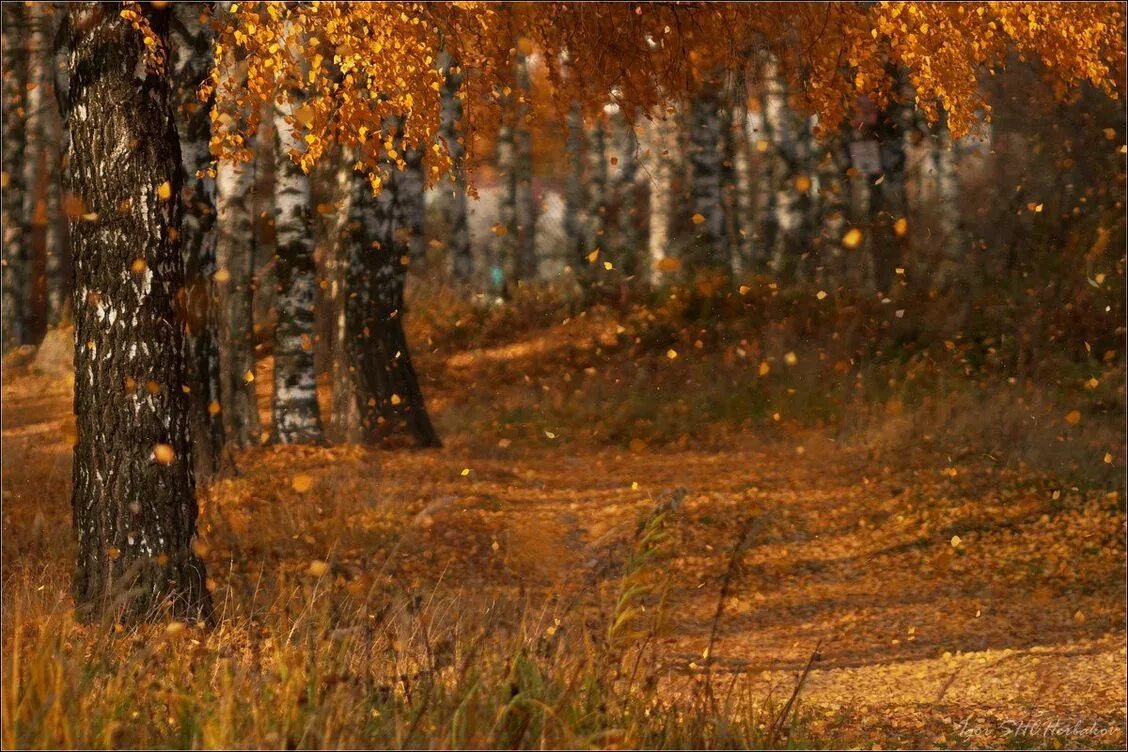 Листопад картинки. Осенний листопад. листопад в лесу. листопад осенью. листопад березы.