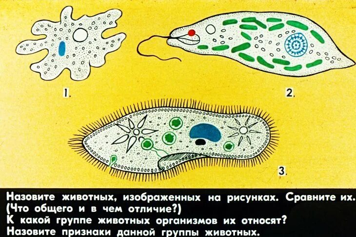 Простейшие одноклеточные организмы строение. Строение амебы и инфузории. Амеба инфузория туфелька эвглена зеленая рисунок. Рисунки амебы, эвглены и инфузории. Простейшие животные картинки