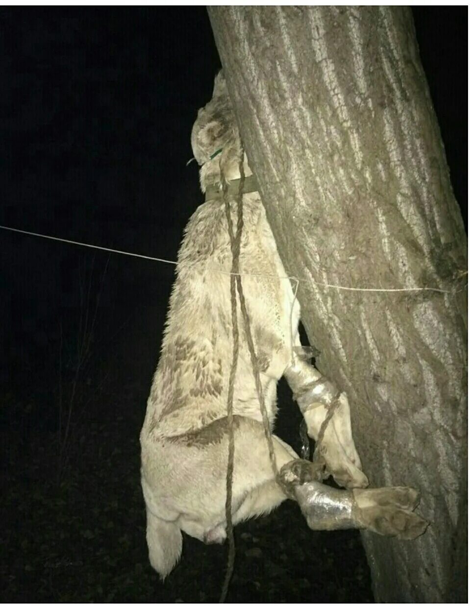 Повешенный судьба. Собаки на деревьях повешенные.