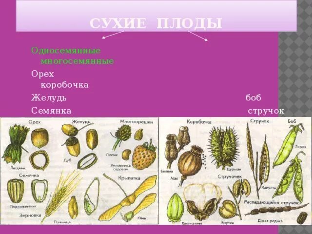 Плод коробочка дурман мак. Коробочка сухой многосемянный плод. Коробочка сухой многосемянный плод. Плод многосемянная коробочка. Сухой плод коробочка.