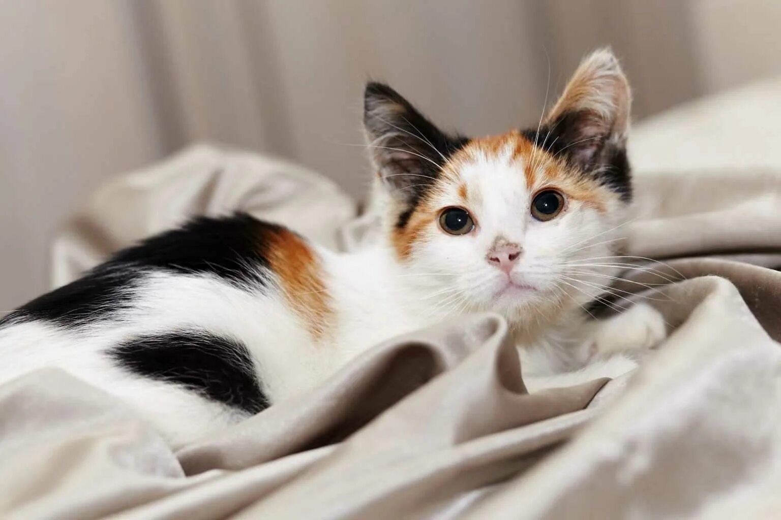Трехшерстная кошка. Трёхцветная кошка Арлекин. Американская трехшерстная кошка. Беспородные кошки трёхцветные. Кошка черная с рыжими пятнами порода