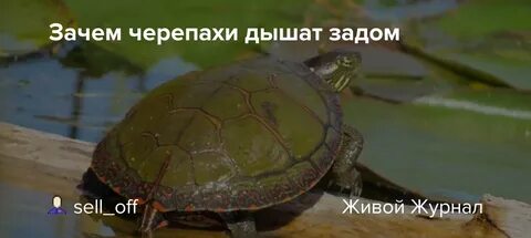 Умеют ли черепахи дышать попой