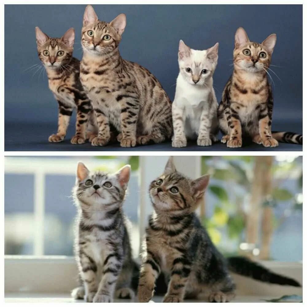 Котята разных пород. Разные расцветки кошек. Котята разной окраски. Разные окрасы кошек.