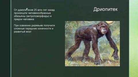 1 дриопитек