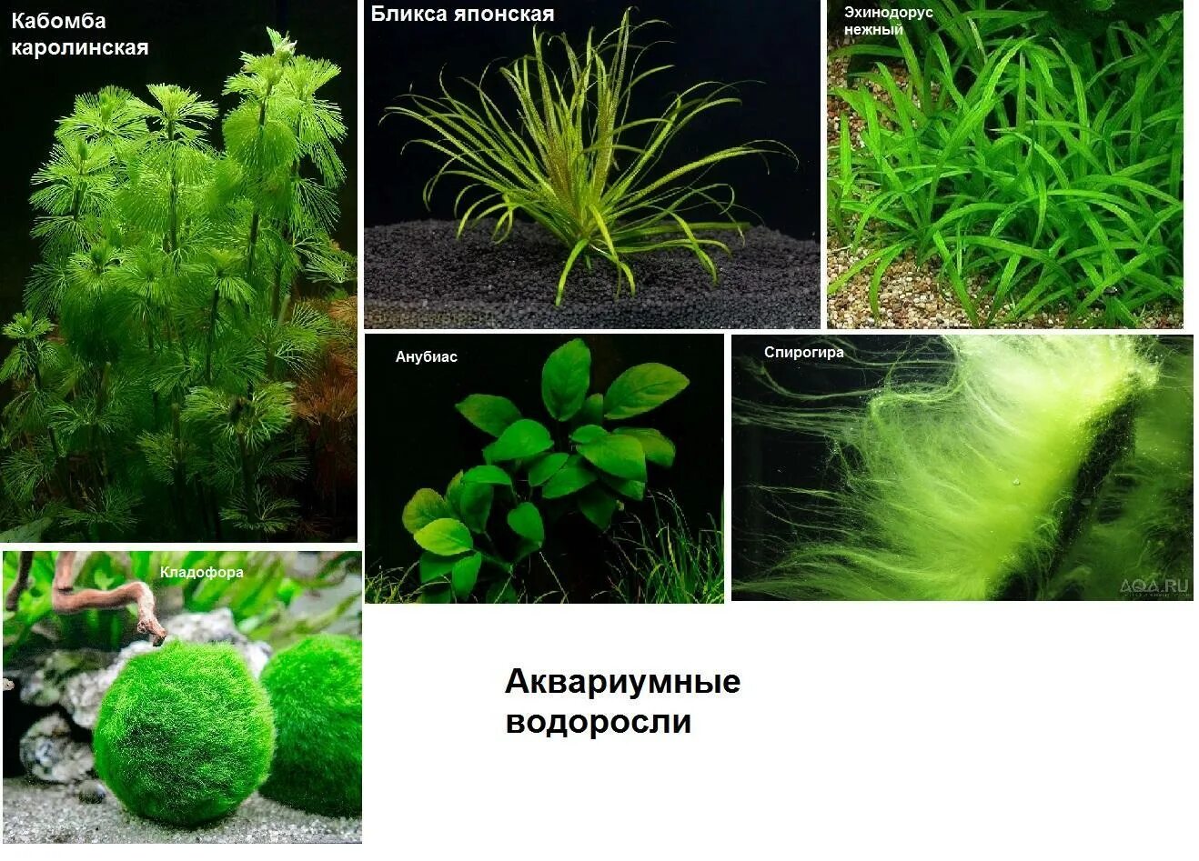 Экосистема аквариума. Экосистема аквариума обитатели. Моделирование: экосистема аквариума. Пищевая экосистема в аквариуме. Аквариум как модель экосистемы практическая работа 2