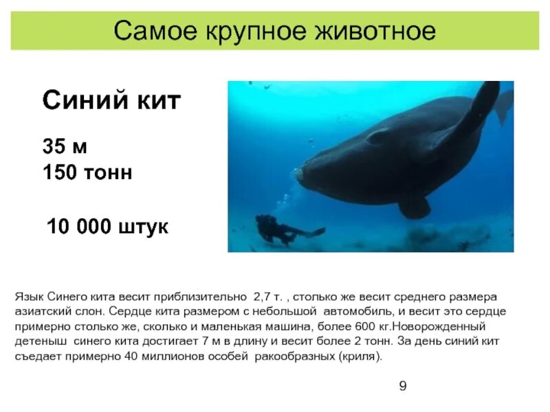 Сколько весит синий кит. Синий кит вес. Сколько вести синий кит. Сколько весит кит.