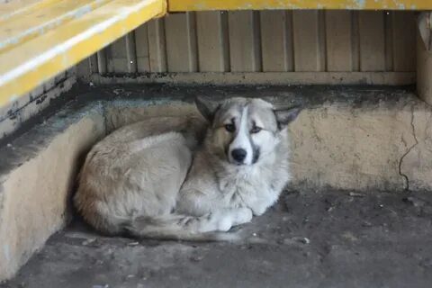 Бездомные собаки куда