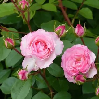 Mini rose