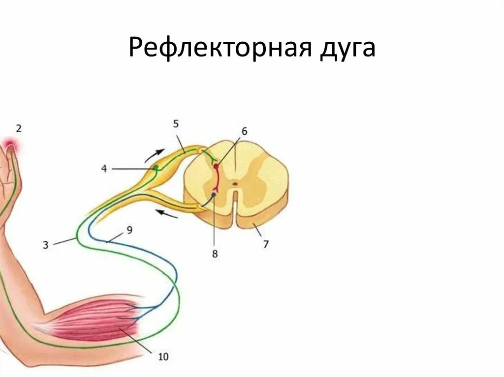 Строение рефлекторной дуги рисунок. Структура рефлекторной дуги рисунок. Строение рефлекторной дуги человека. Соматическая рефлекторная дуга мотонейрон. Строение рефлекторной дуги человека схема.