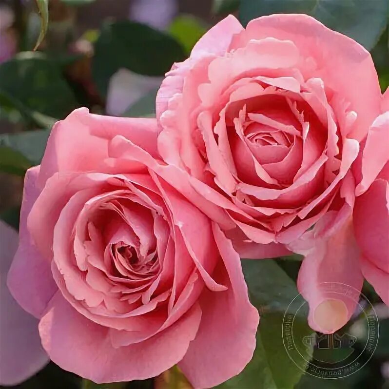 Rose Line Renaud - Nannini nursery specialized in rose plants