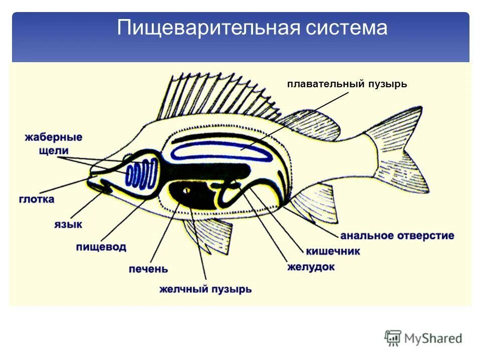 Строение плавательного пузыря у рыб. Надкласс рыбы плавательный пузырь. Плавательный пузырь у костных рыб. Плавательный пузырь рыбы 7 класс. Плавательный пузырь у рыб выполняет функции.
