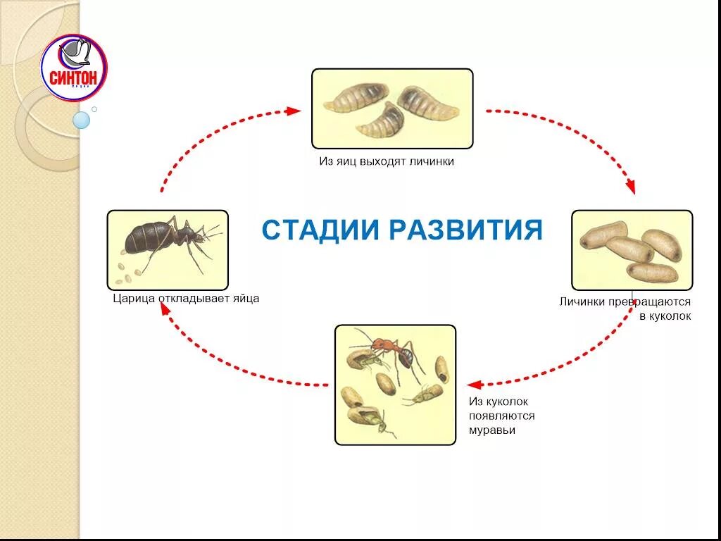 Этапы развития муравья. Цикл развития муравья схема. Стадия развития муравья яйцо личинка. Жизненный цикл муравья для детей.