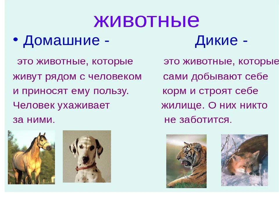 Любой животные группы