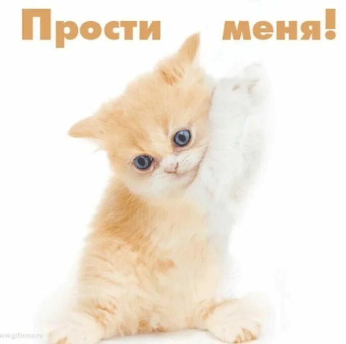 Картинку прощена. Прости меня. Котенок прости. Прости.... Прости меня картинки.