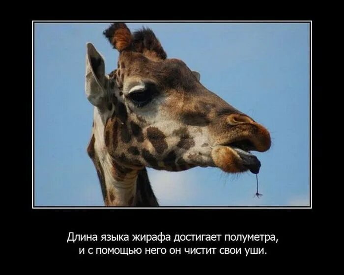 Два факта о животных. Факты о животных. занимательные факты о животных. удивительные факты о животных. интересные факты о животных в картинках.