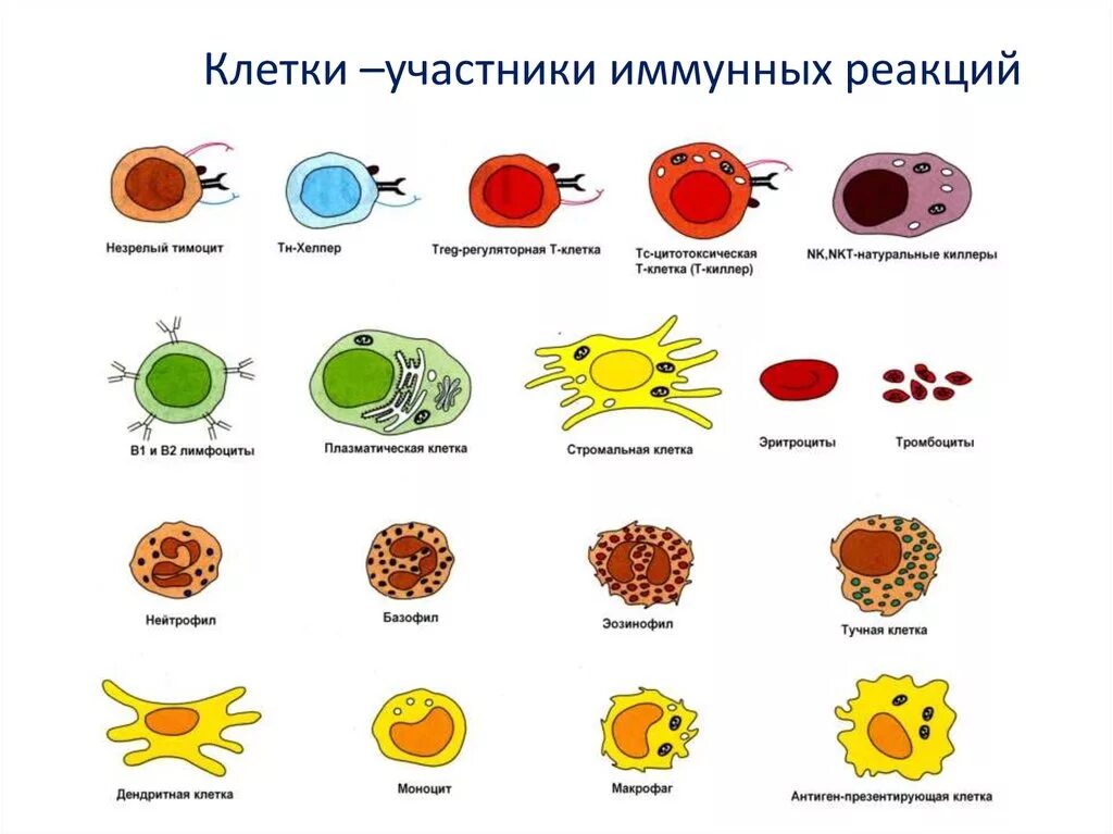 Иммунитет клетки лимфоциты. Клетки, которые отвечают за обеспечение иммунитета. Клетки участники иммунных реакций. Клетки крови участвующие в создании иммунитета. Т клетки крови