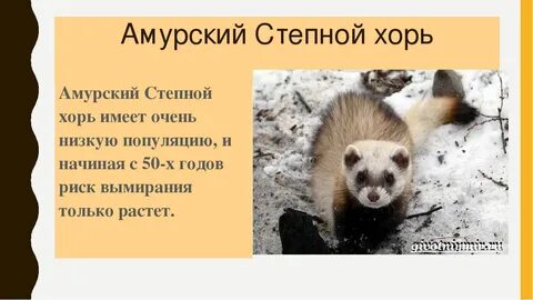 Хорек краткое описание