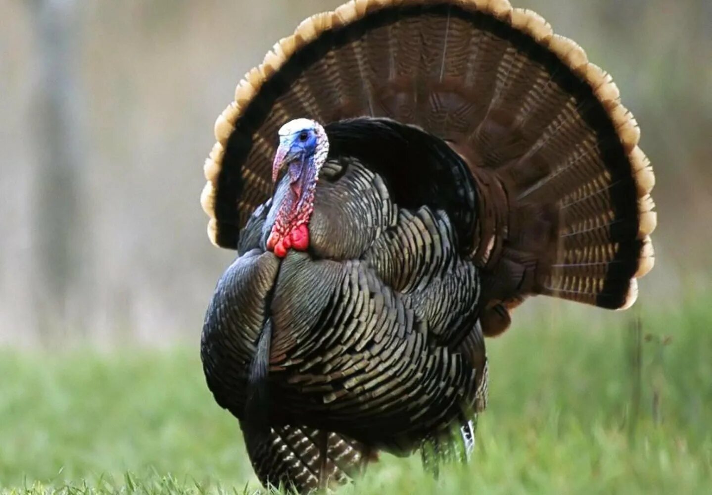 Индюк какой. Индюк какой. Индейка обыкновенная meleagris gallopavo. Индюк с индюшатами. Индейка бронзовая широкогрудая bronze -708.