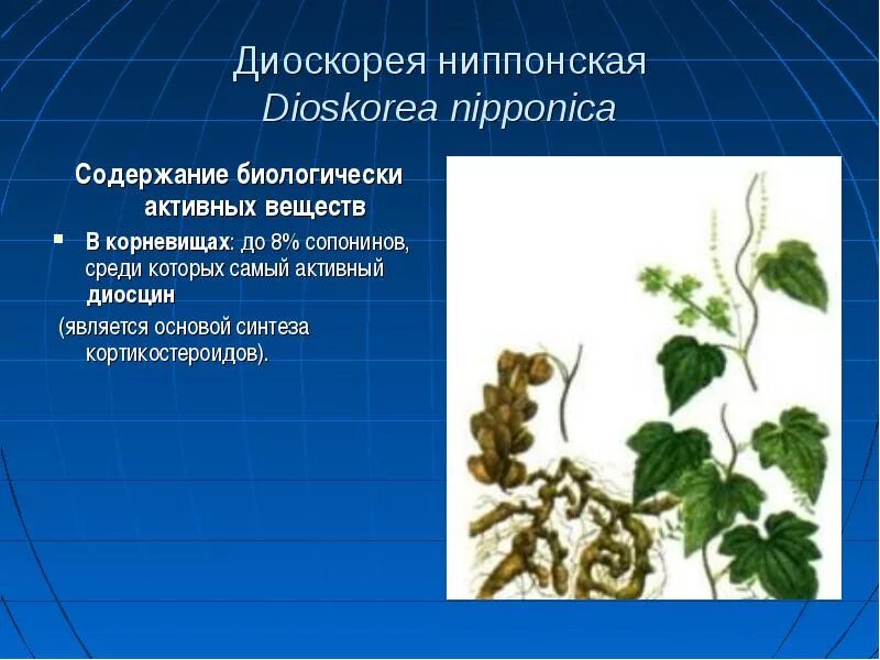 Диоскорея отзывы врачей. Диоскорея ниппонская растение. Диоскорея Кавказская. Диоскорея Кавказская Фармакогнозия. Корневища с корнями диоскореи.